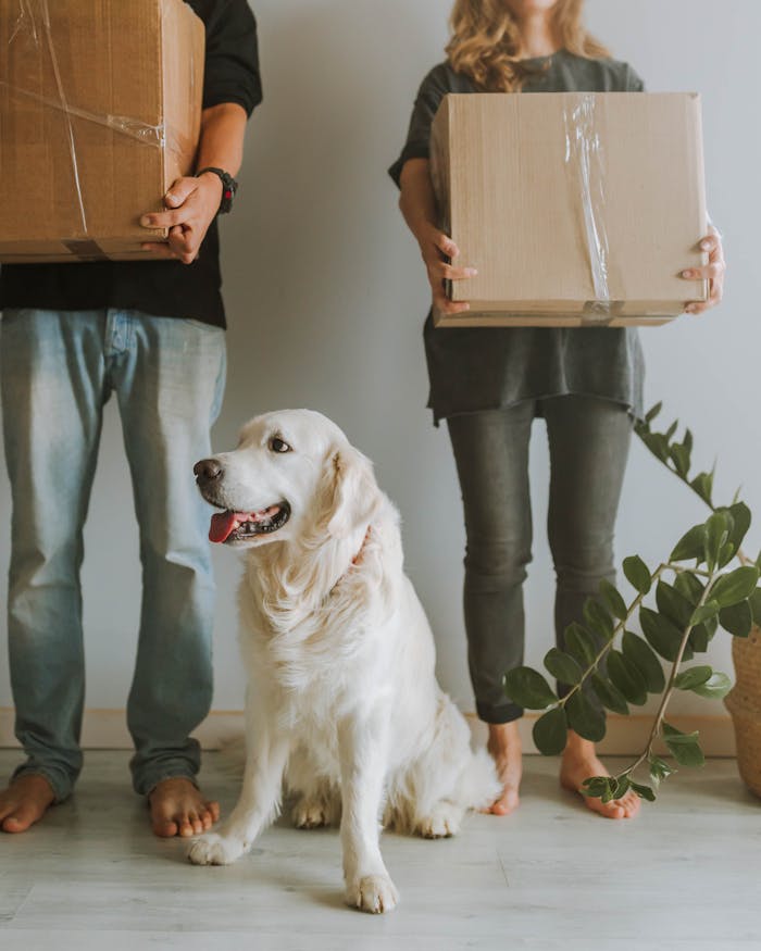 Couple holding boxes with Golden Retriever at home, ready for moving day.